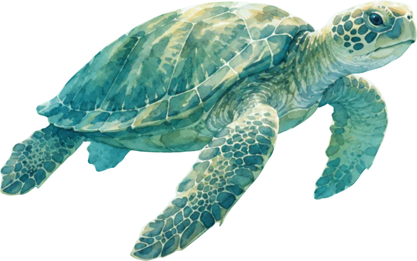 Green turtle